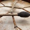 Tambour chamanique #3(6)